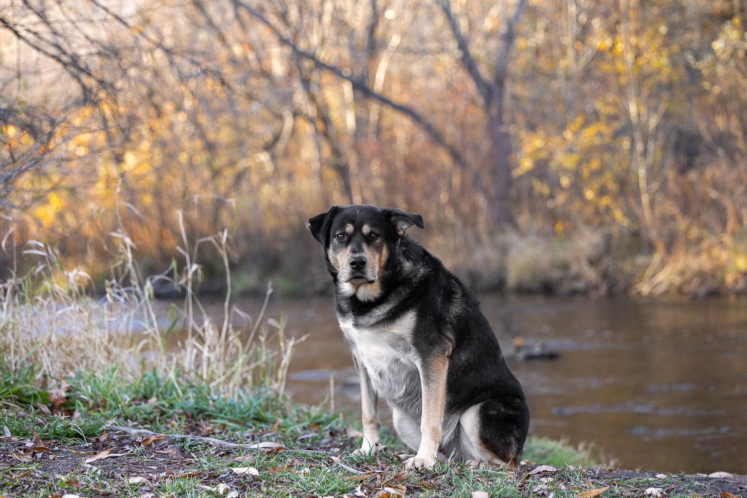 dog photo session at Lowville Park Black dog posing for a pet photoshoot in Burlington, Ontario.