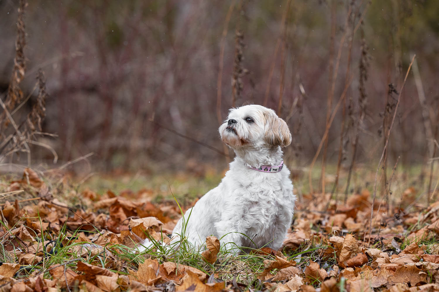 dog photography at Lowville Park pet photography session in Burlington, Ontario.