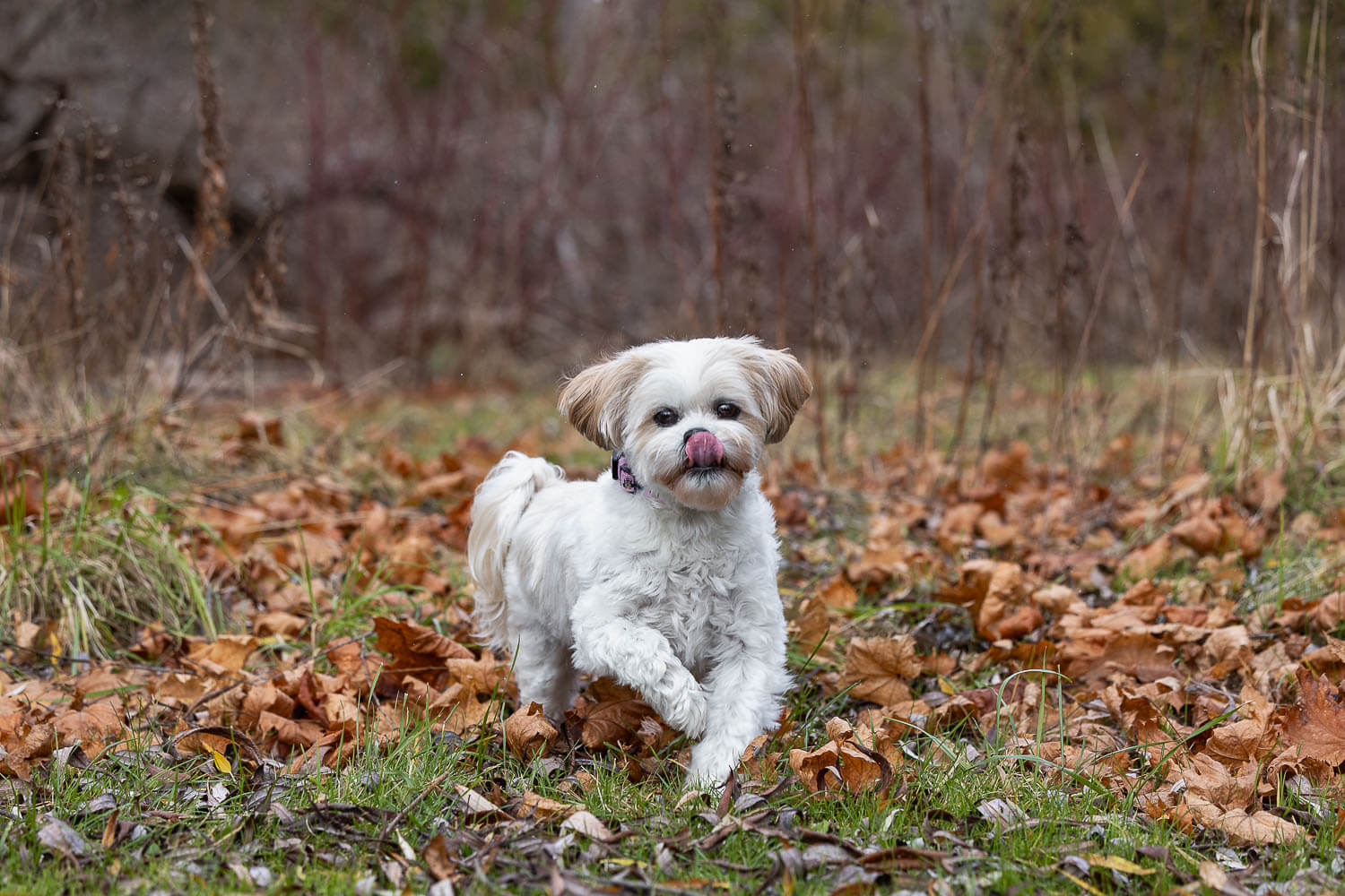 dog photography burlington dog photoshoot session at Lowville Park.