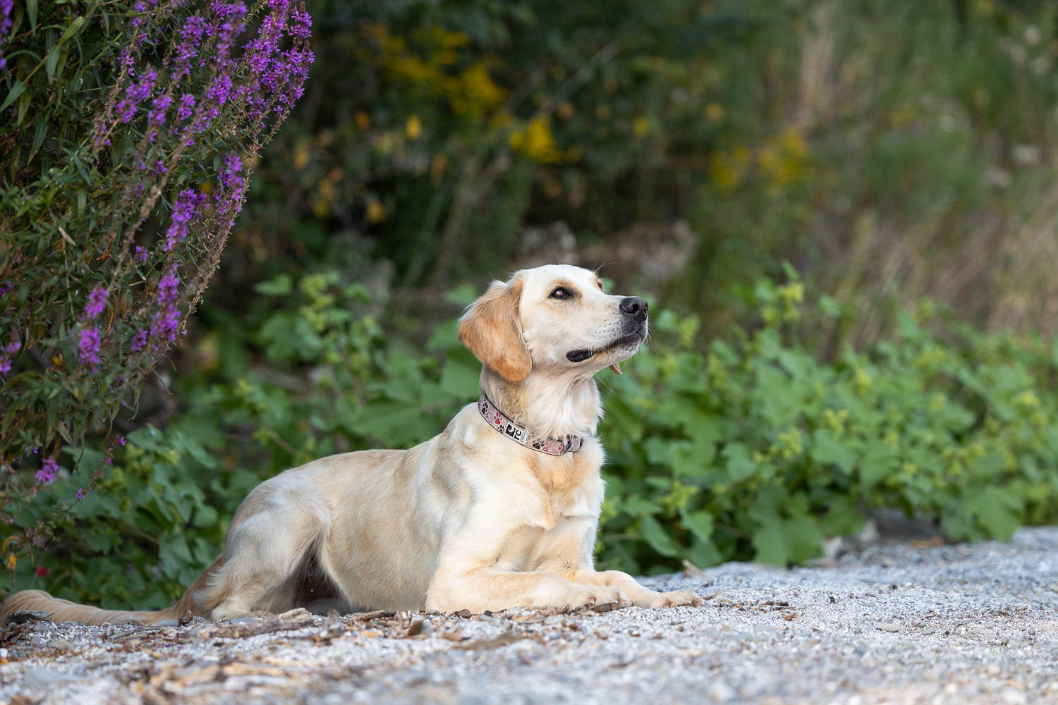 dog photography mississauga dog portrait in Mississauga at a beach.