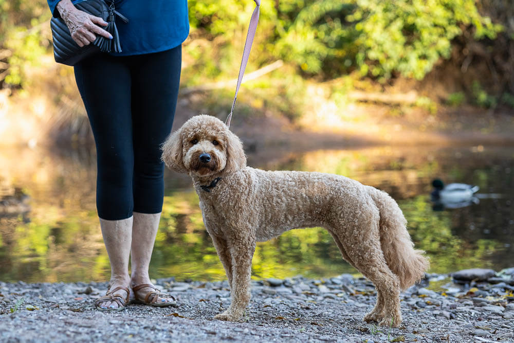 dog photography on leash dog remained on a leash during a pet photography session in Burlington.