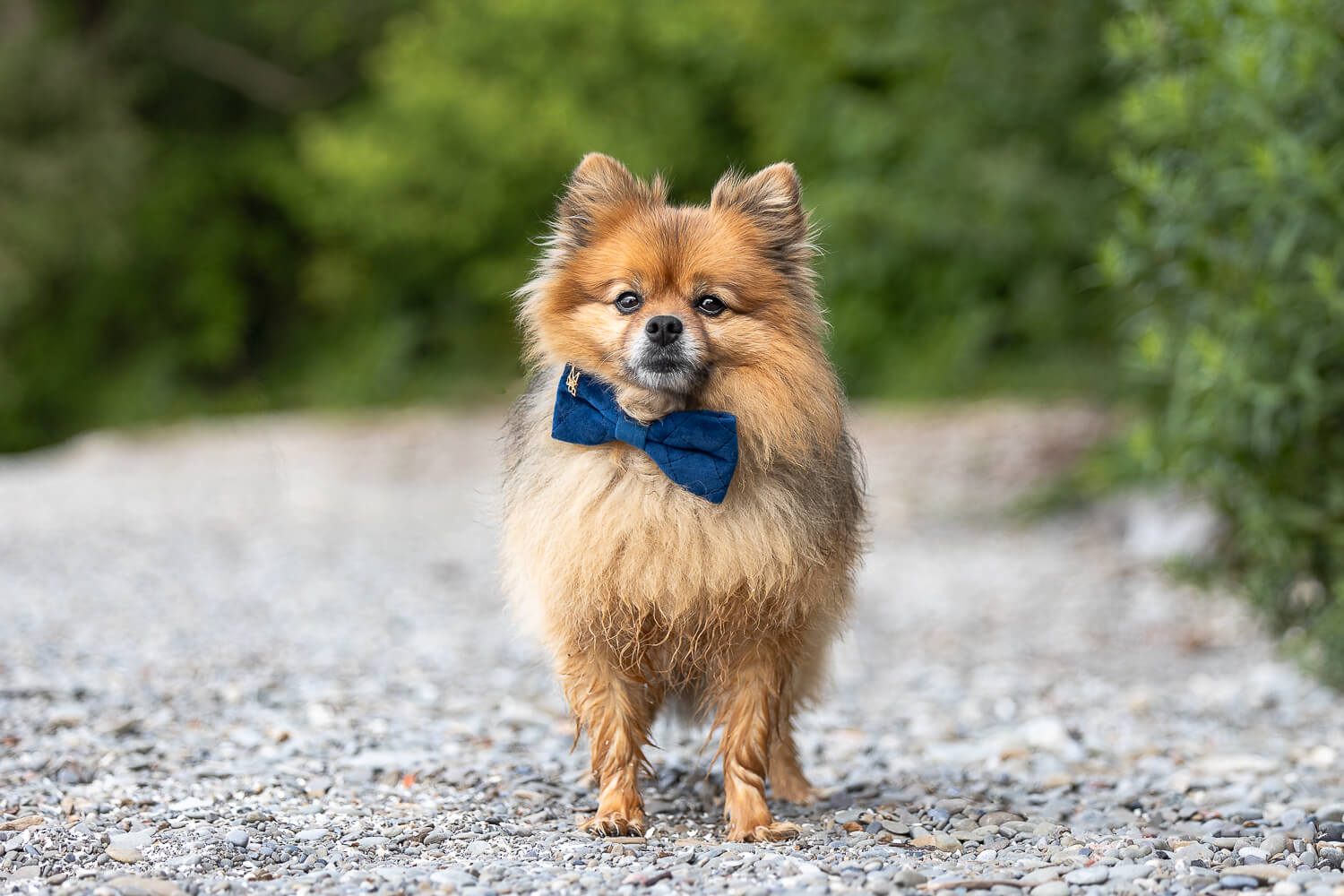 dog photography session in Mississauga dog photography taken at Brueckner Rhododendron