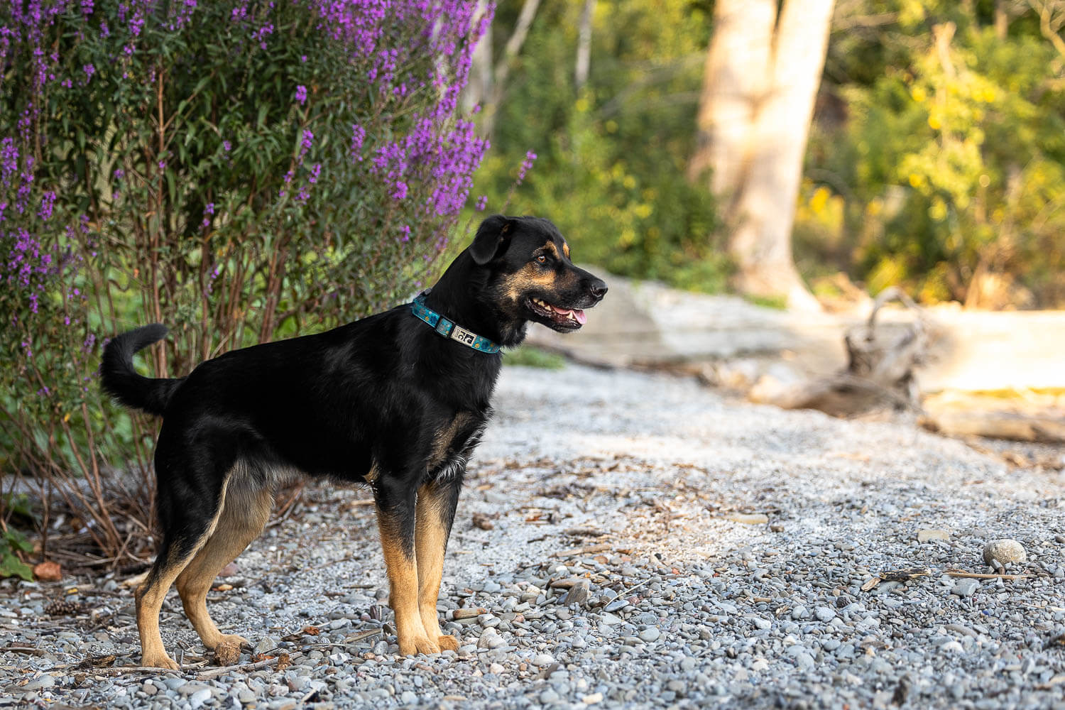 dog photos mississauga dog photography at a beach in Mississauga.