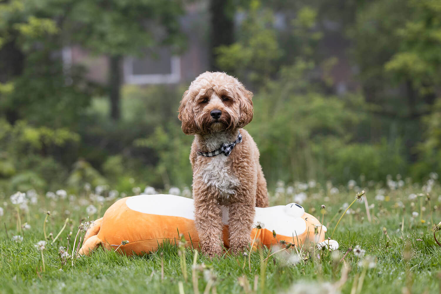 dog photoshoot at Gairloch Gardens Dog photoshoot in Oakville, Ontario.