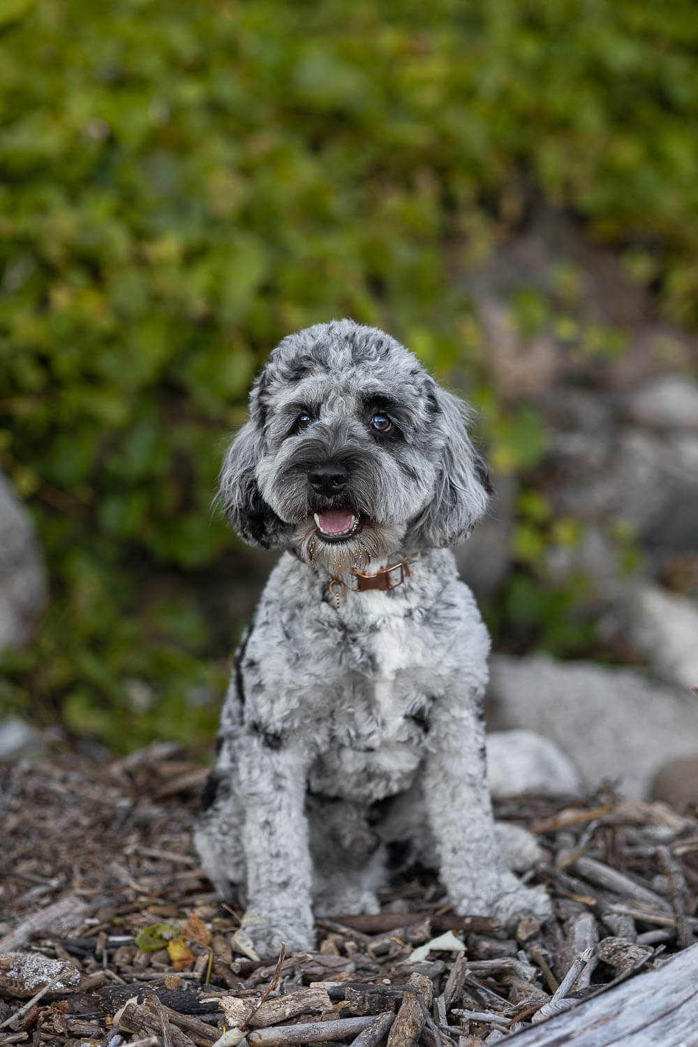 dog photoshoot at Paletta Mansion pet photography session at Paletta Mansion.