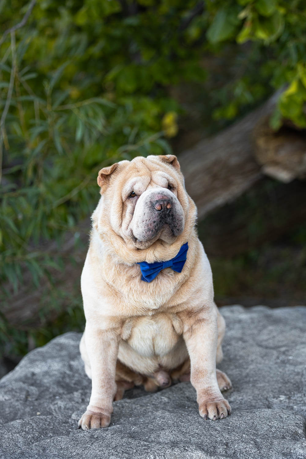 dog photoshoot in Mississauga beach.