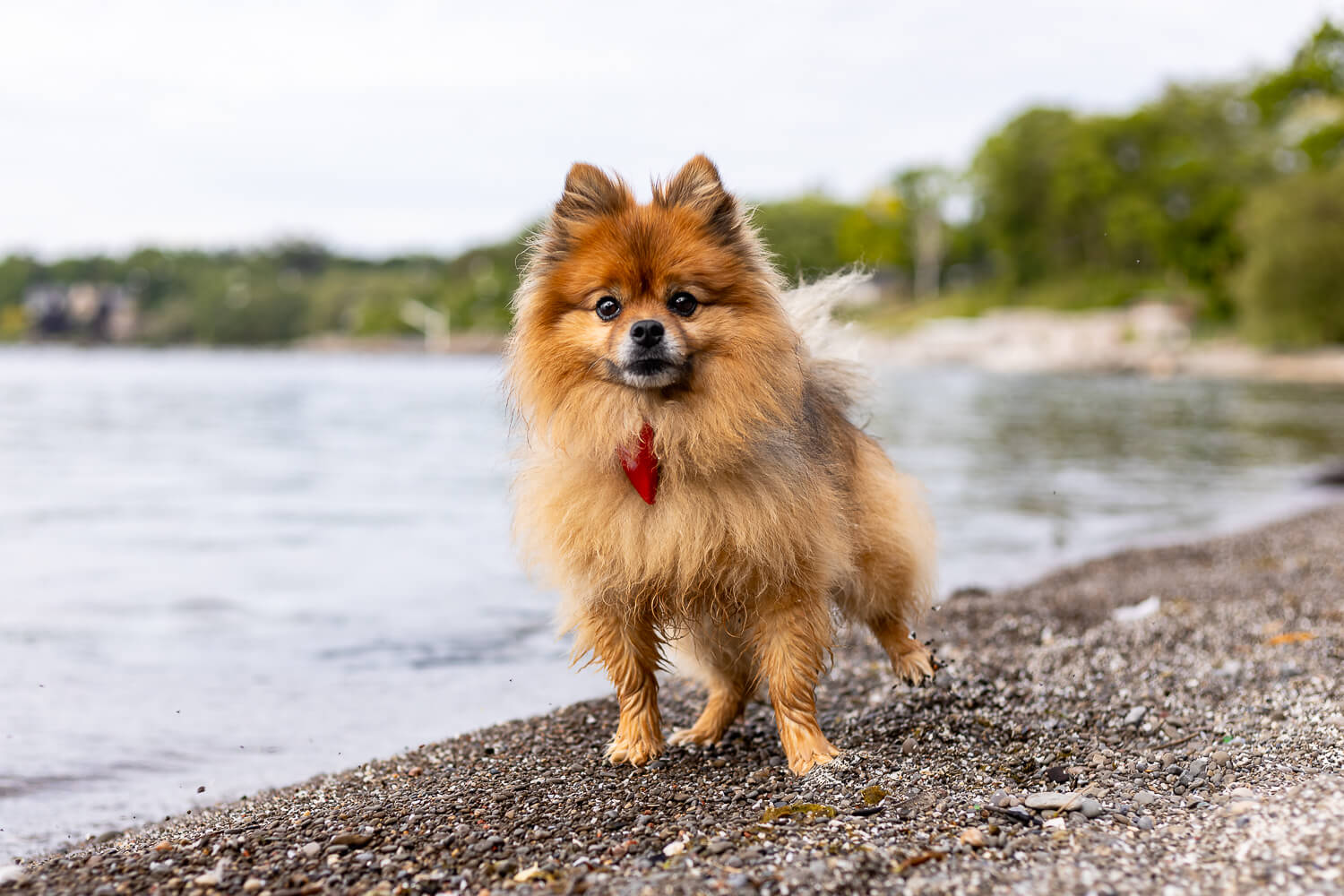 dog photoshoot in Mississauga beach dog photoshoot at Brueckner Rhododendron.