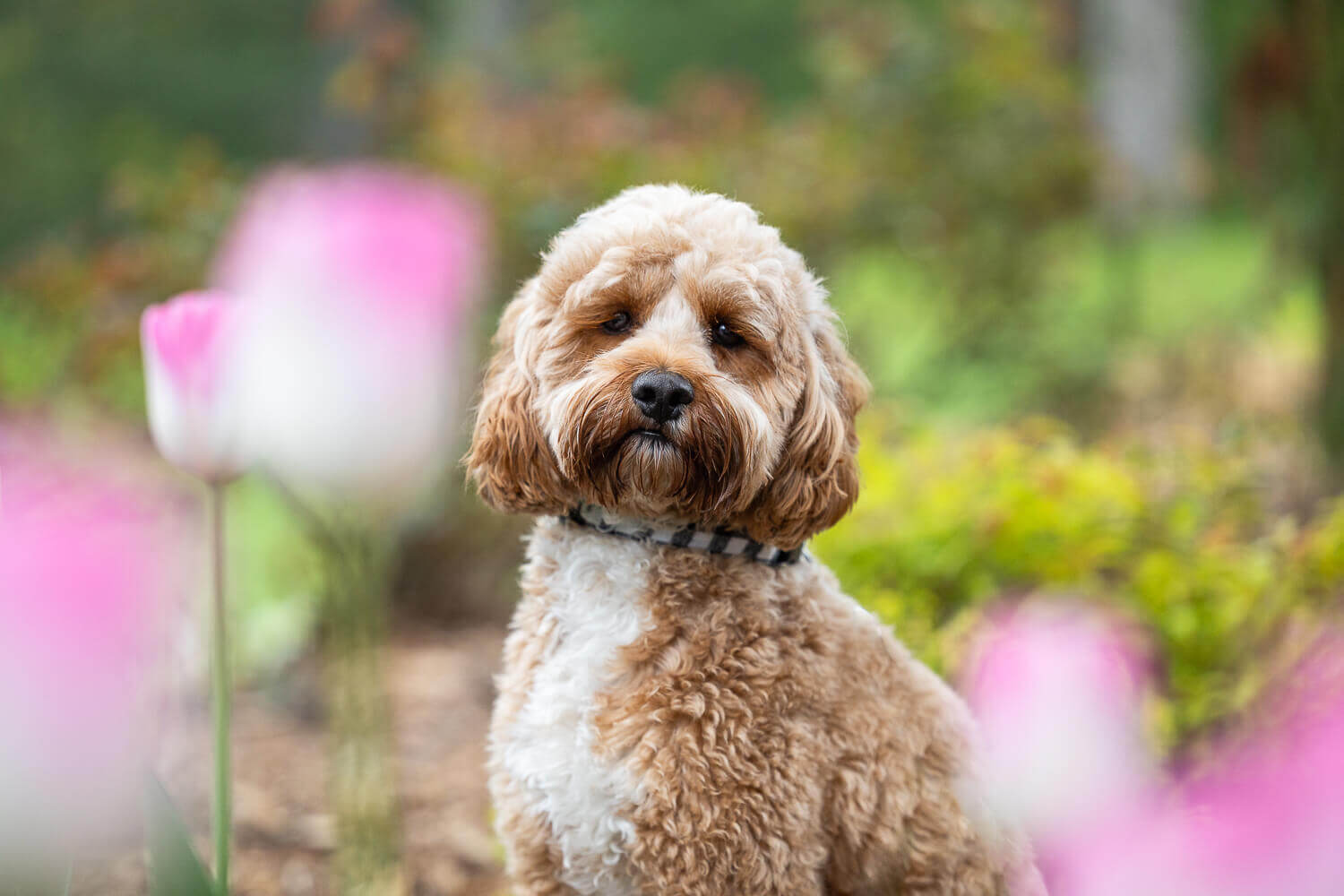dog photoshoot in Oakville Oakville pet photographer captures a dog among tulips.