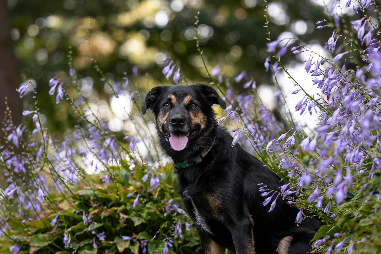 dog photoshoot mississauga pet photoshoot in Mississauga.