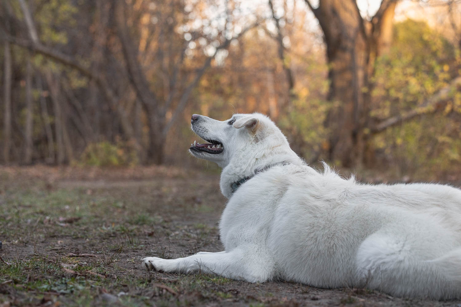 dog portrait burlington a image of a dog looking away at Lowville Park during a photoshoot.