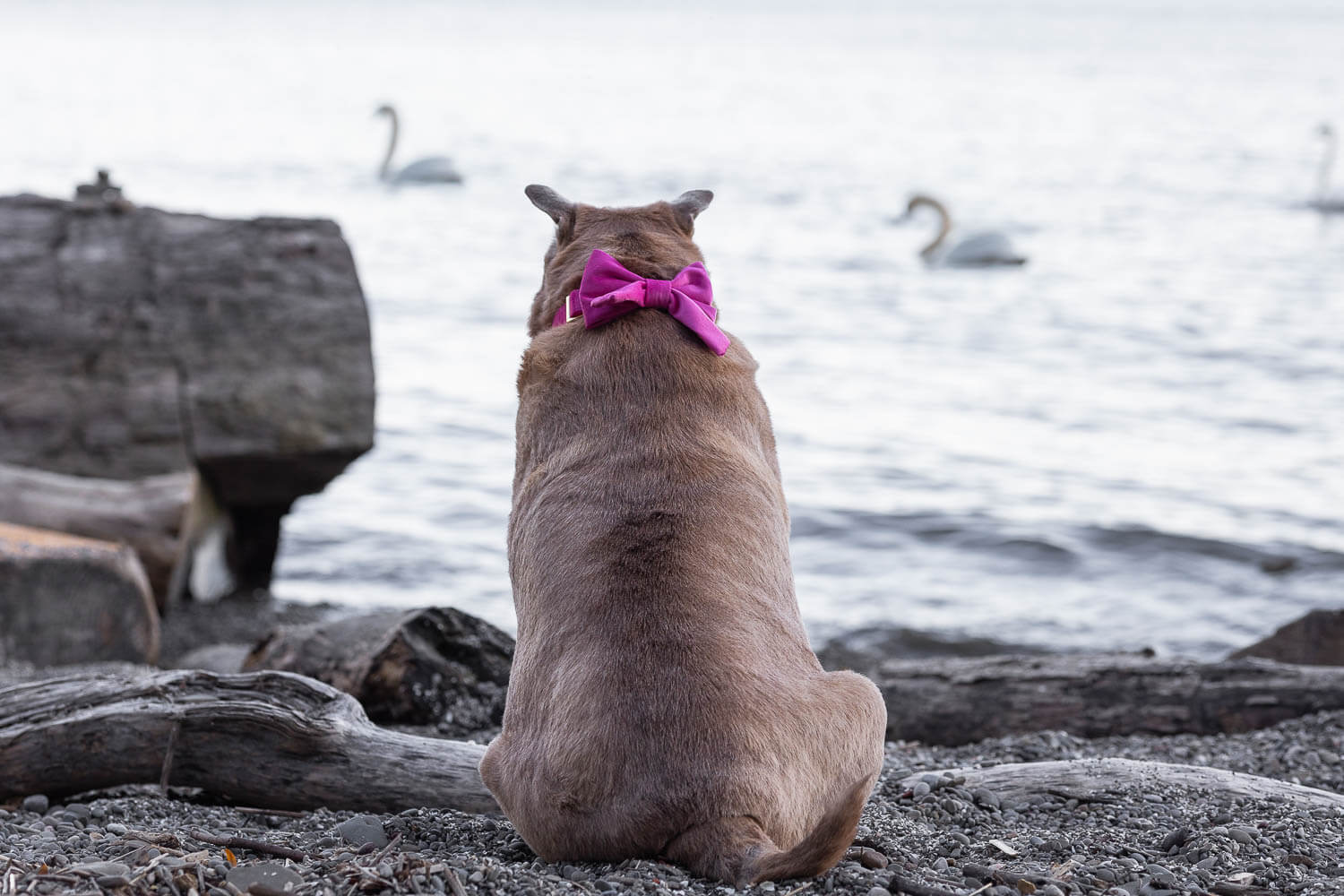 senior dog photoshoot taken at Brueckner Rhododendron Gardens.