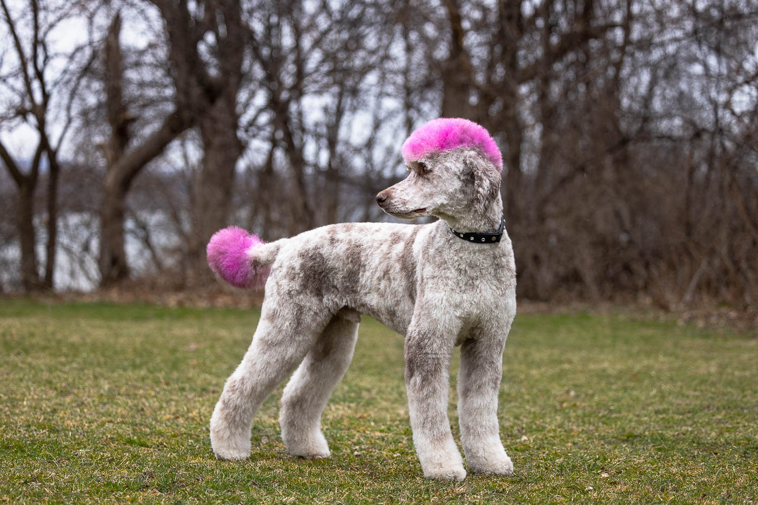 hamilton dog photographer poodle photoshoot at Dundrum Castle.