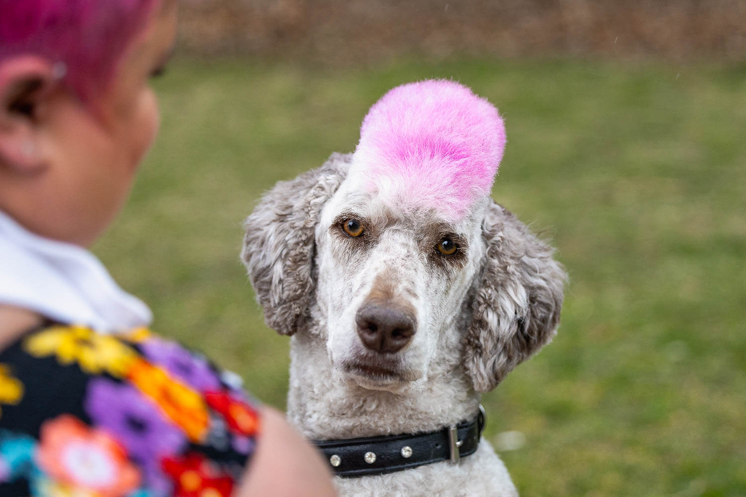 hamilton pet and family photographer family pictures with pets taken at Dundrum Castle in Hamilton.