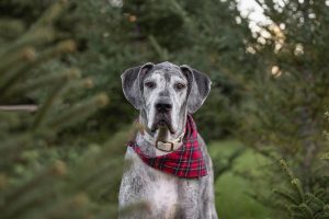 Hepburn Christmas Tree Farm Pet mini sessions.