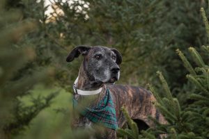 Great Dane Dog posing in Waterdown Christmas Tree Farm.