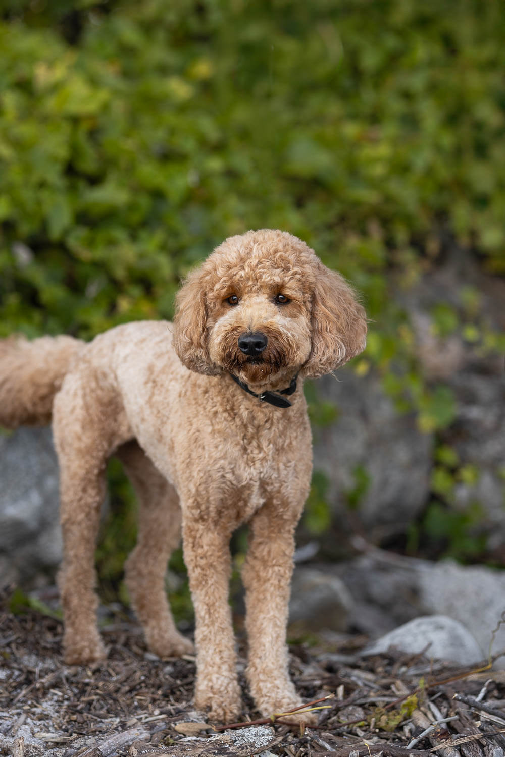 paletta mansion photography pet photography session at Paletta Mansion.