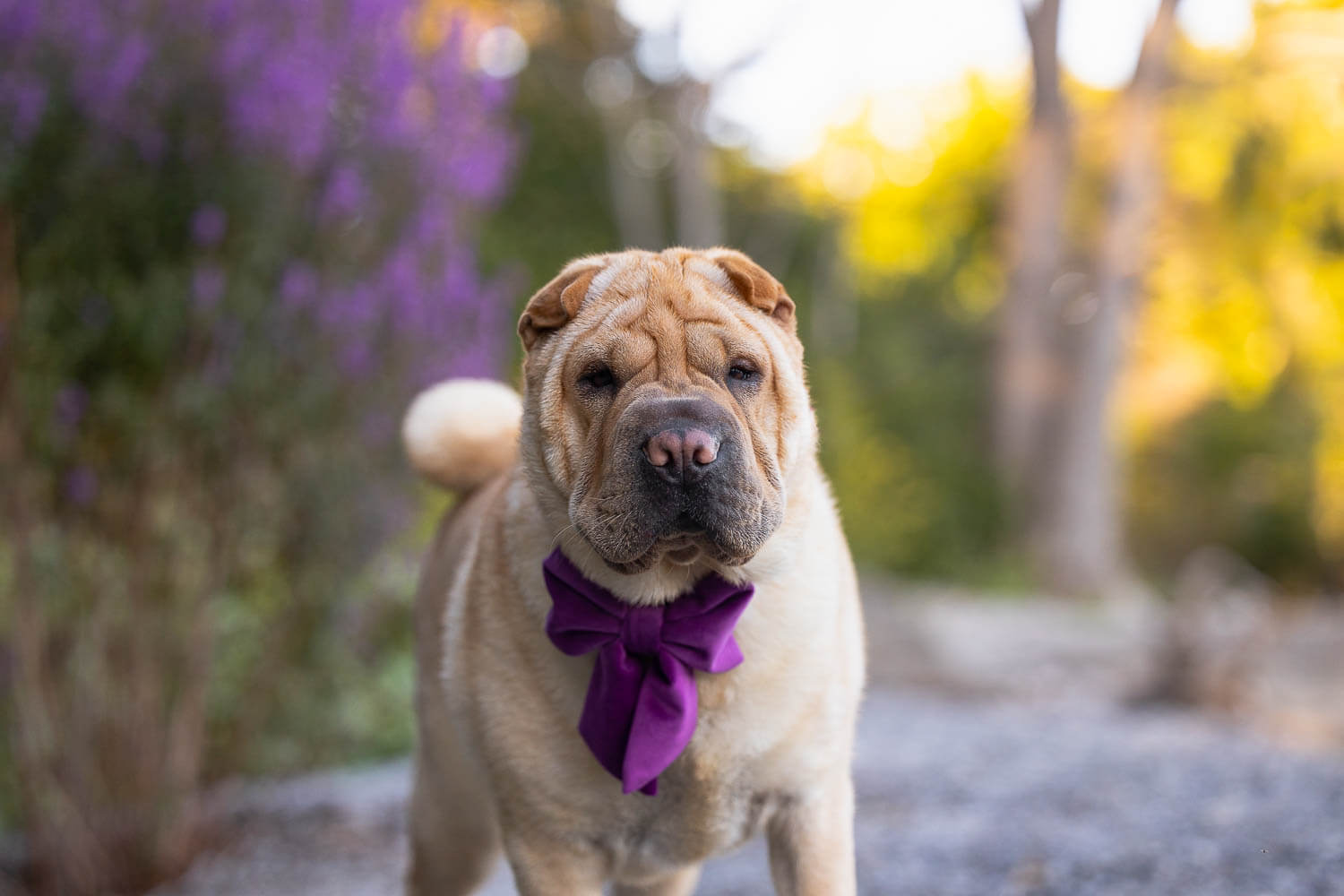 pet portrait taken in Mississauga, Ontario.
