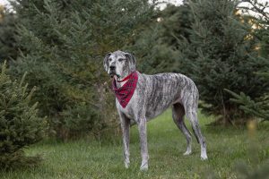 Great Dane photoshoot at Christmas Tree Farm in Waterdown.