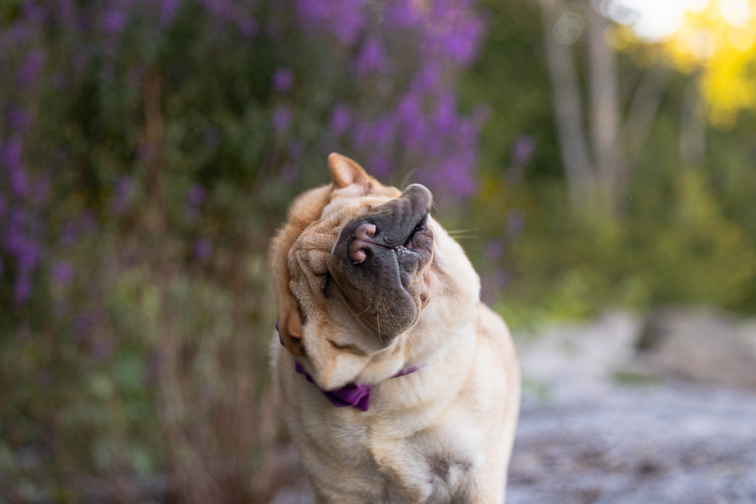 dog photoshoot in Mississauga.