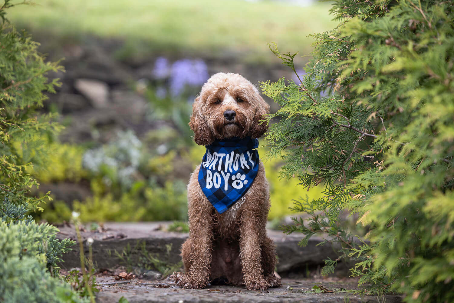 pet photography at Gairloch Gardens oakville pet photographer captures a dog looking at the camera.
