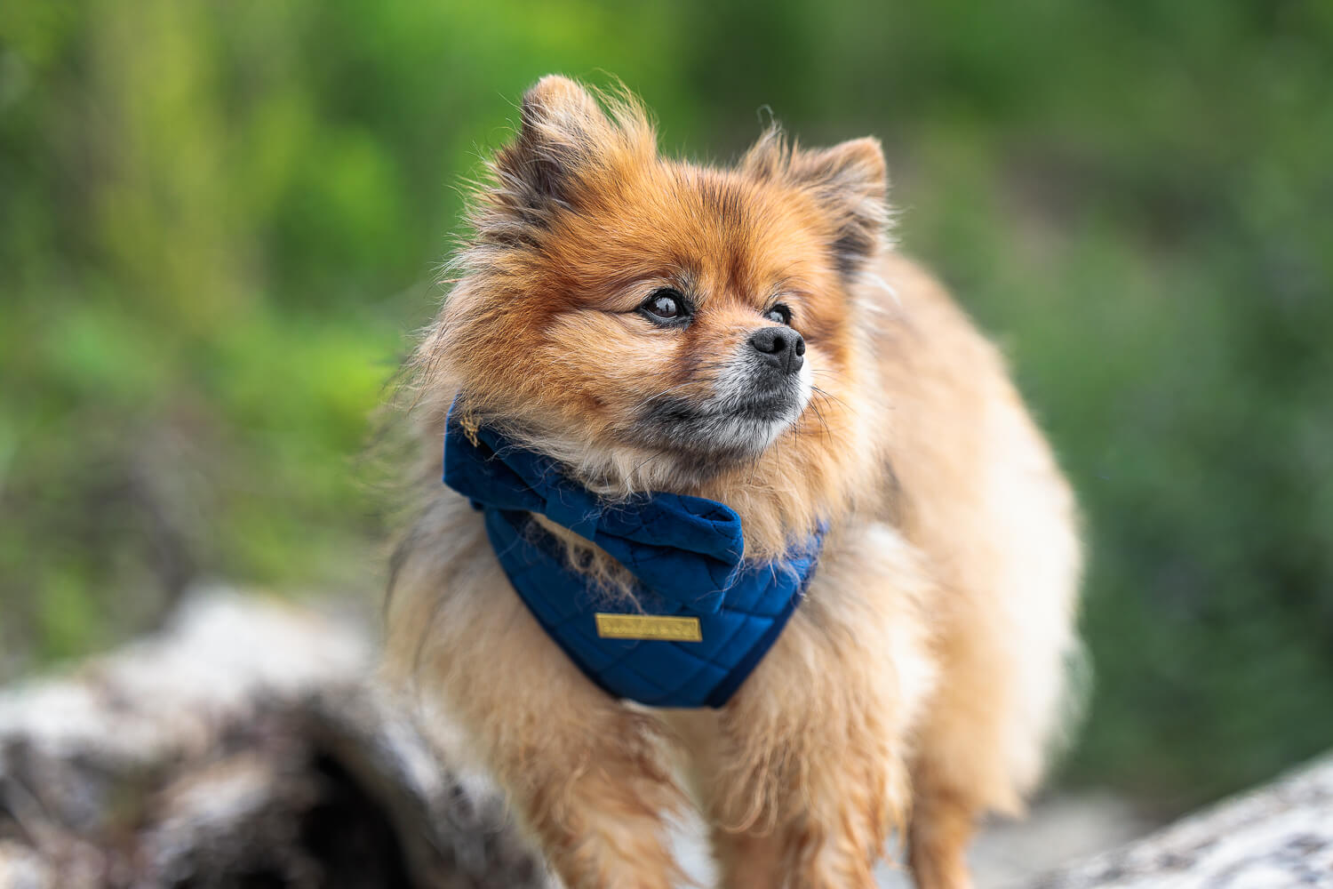 pet photography session in Mississauga Pomeranian looking away during a pet photoshoot.