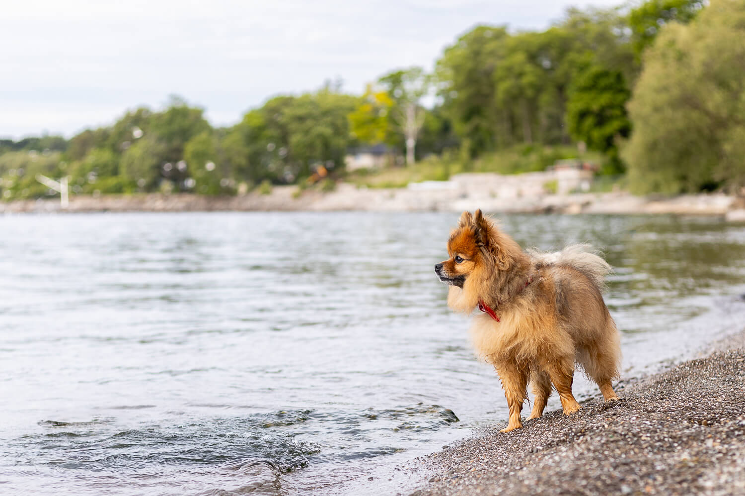 pet photoshoot in Mississauga beach pet photography session at Brueckner Rhododendron Gardens.