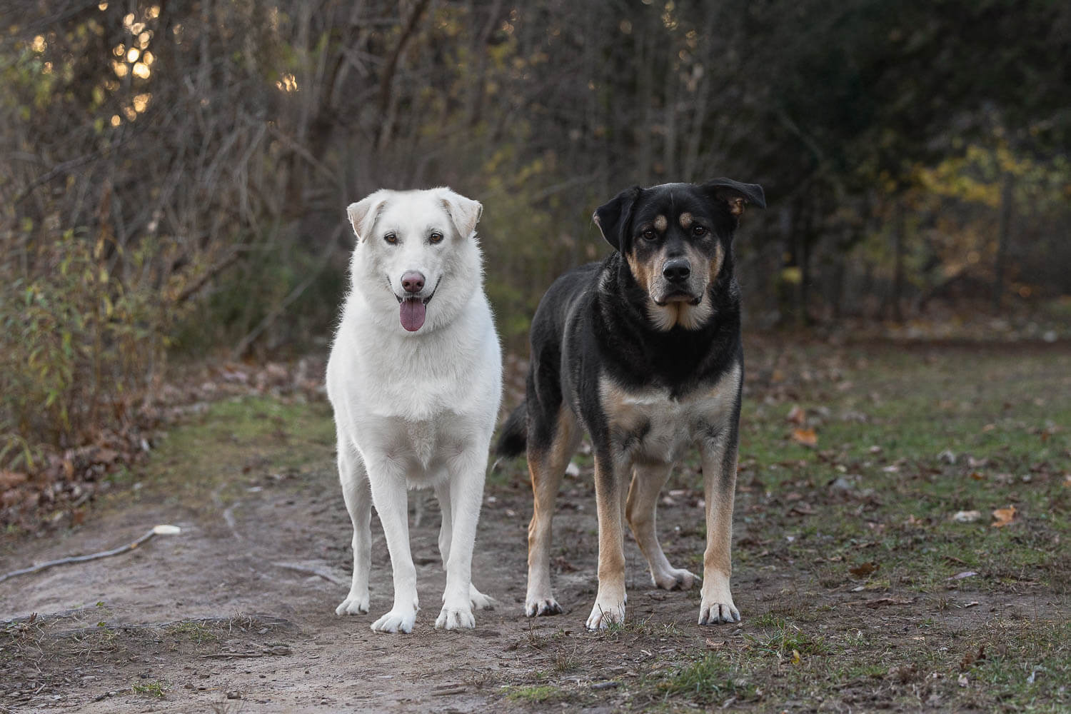 pet photoshoot session in burlington two dogs posing at Lowville Park during a dog photoshoot session.