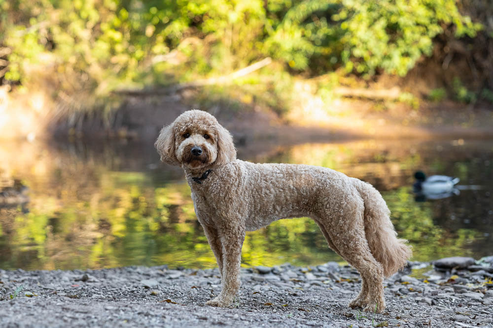 pet portrait at paletta mansion pet photography session in Burlington, Ontario.