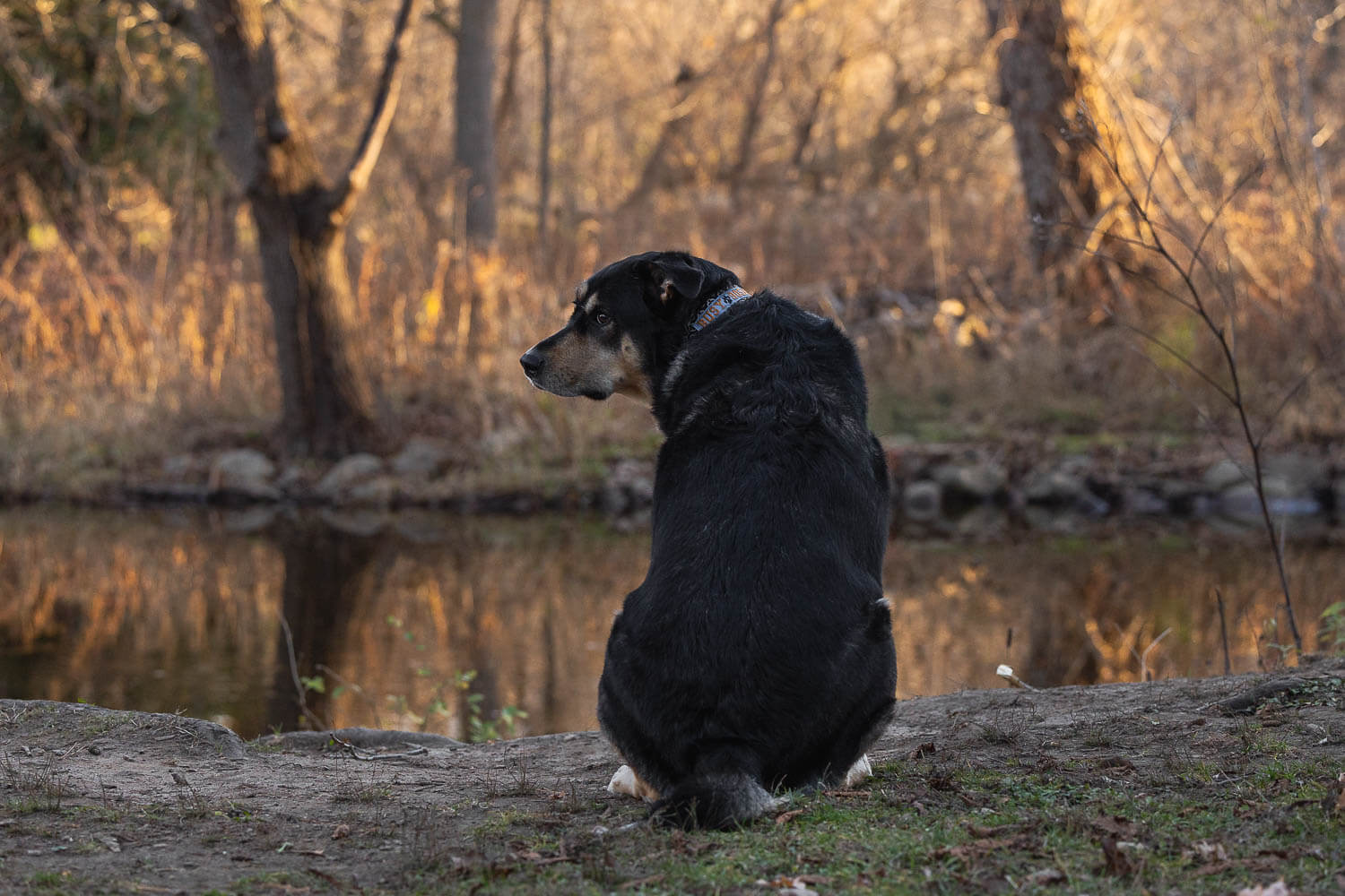 pet portrait burlington dog portrait taken at Lowville Park.