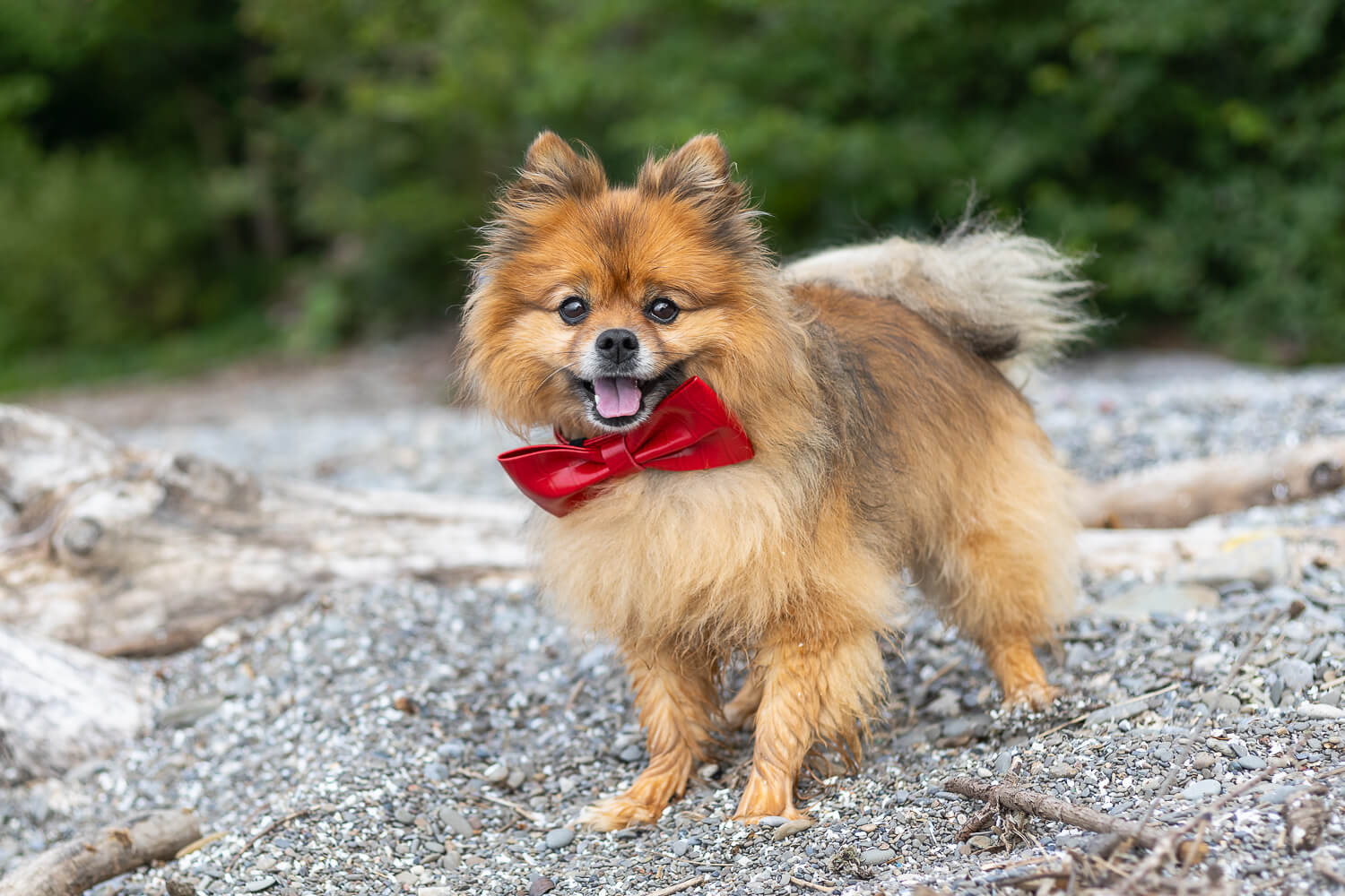 pet portrait idea pomeranian pet photoshoot in Mississauga.