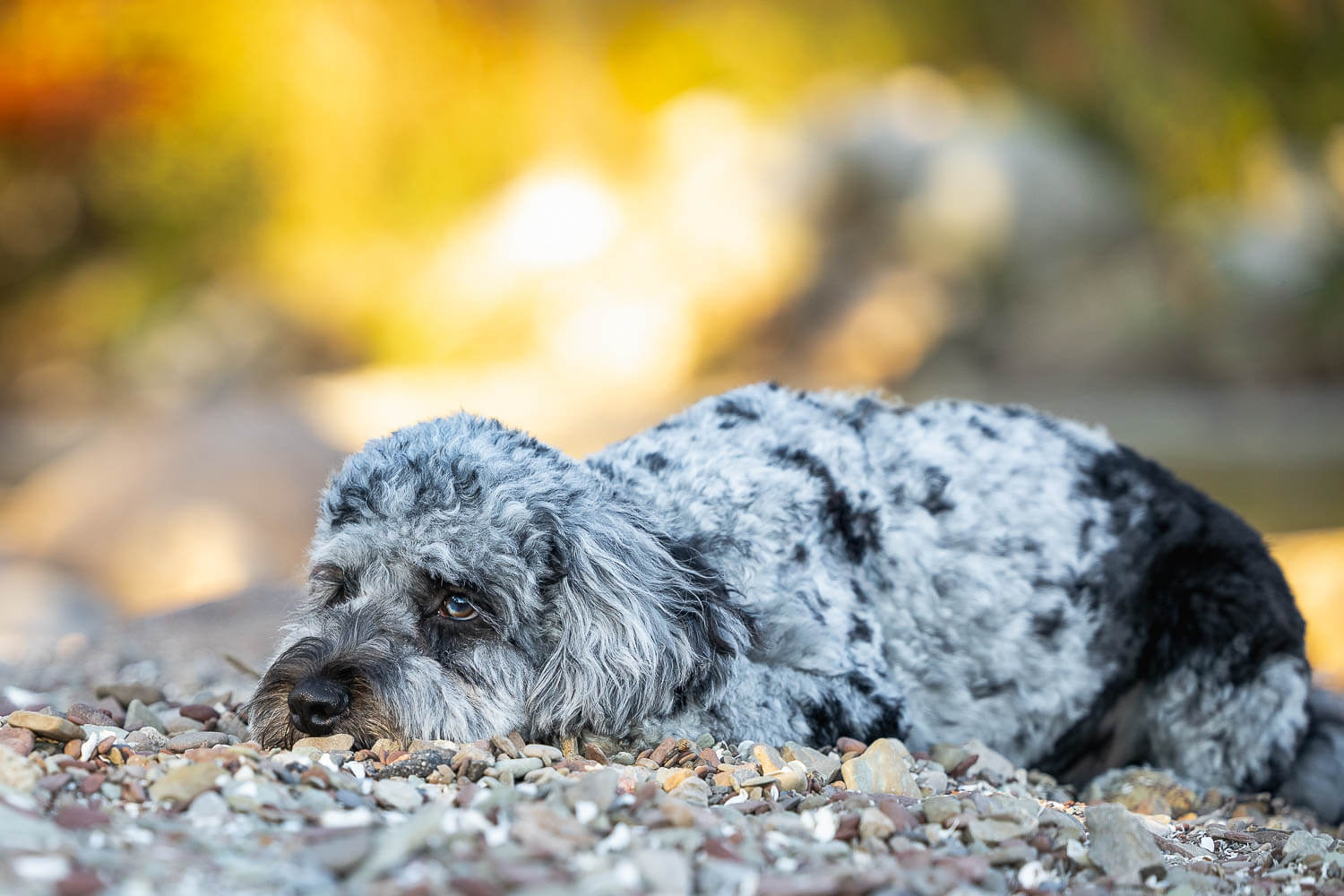 pet portraits burlington pet portrait taken at Paletta mansion in Burlington.