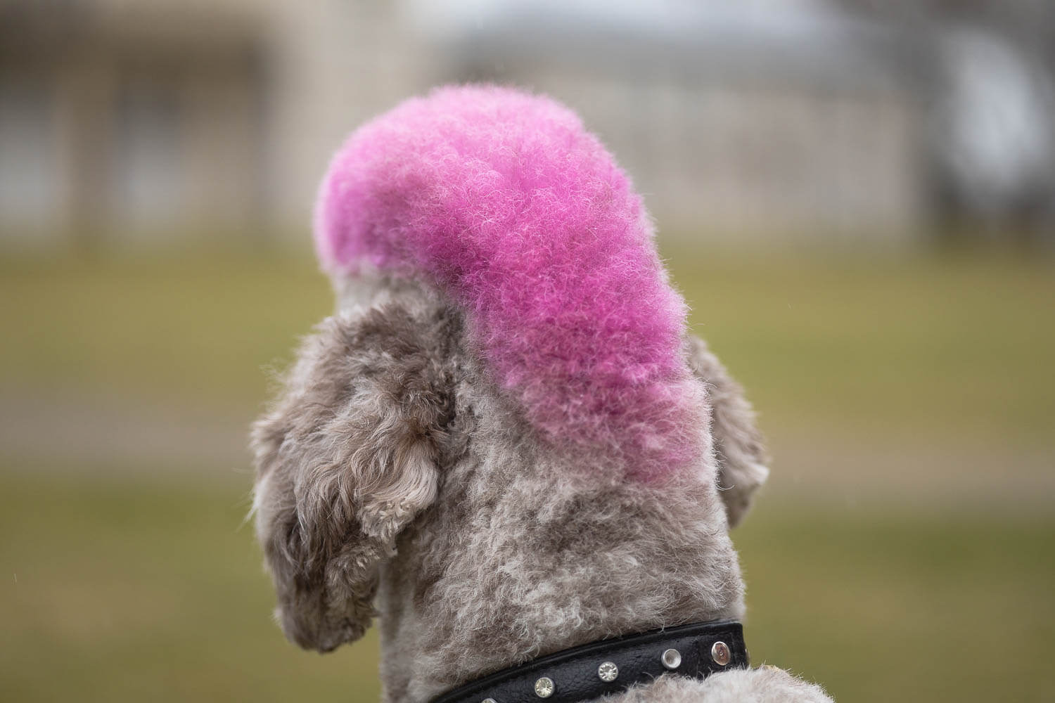 poodle detail image hamilton poodle photoshoot in Hamilton, On.
