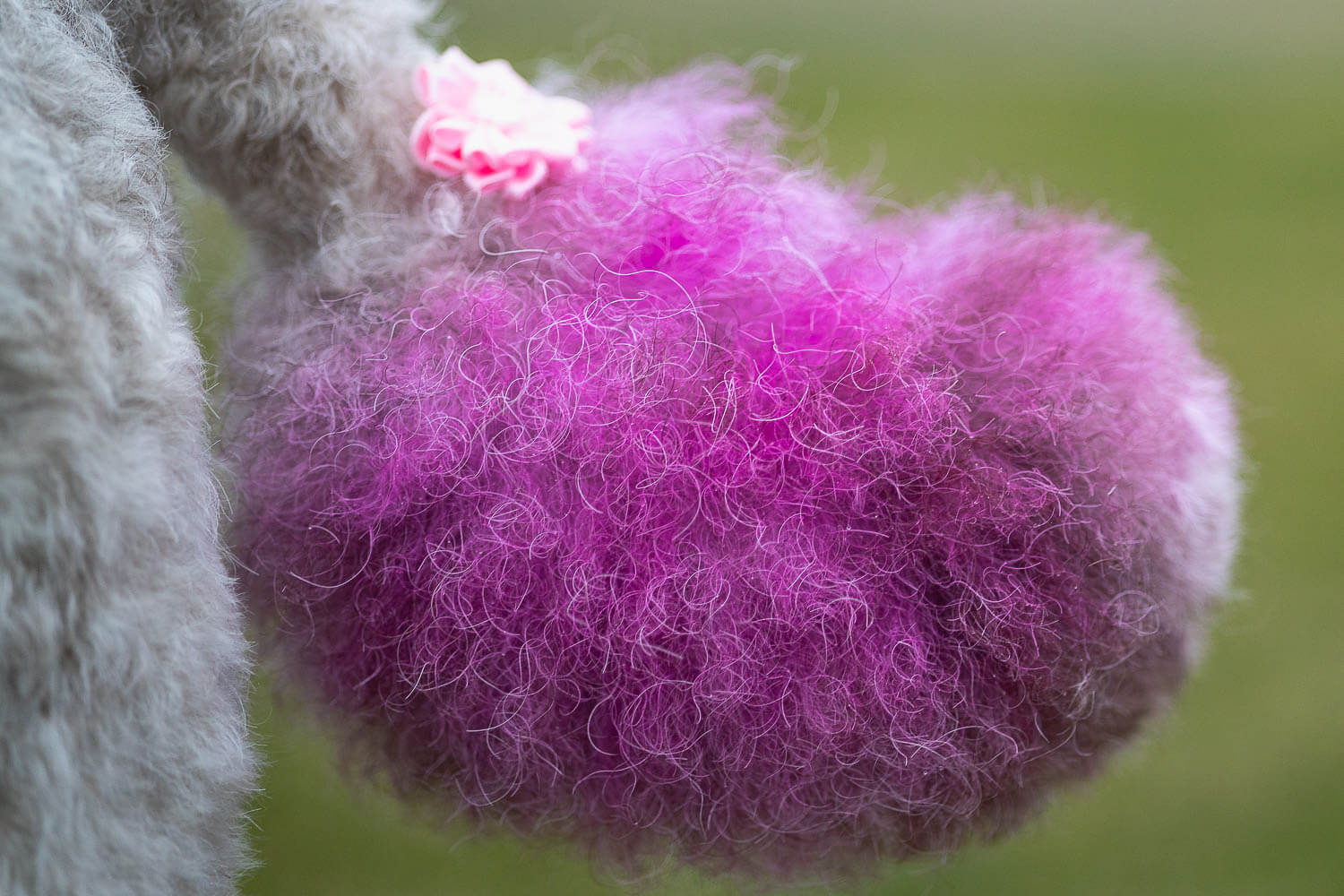 poodle detail image poodle pink tail.