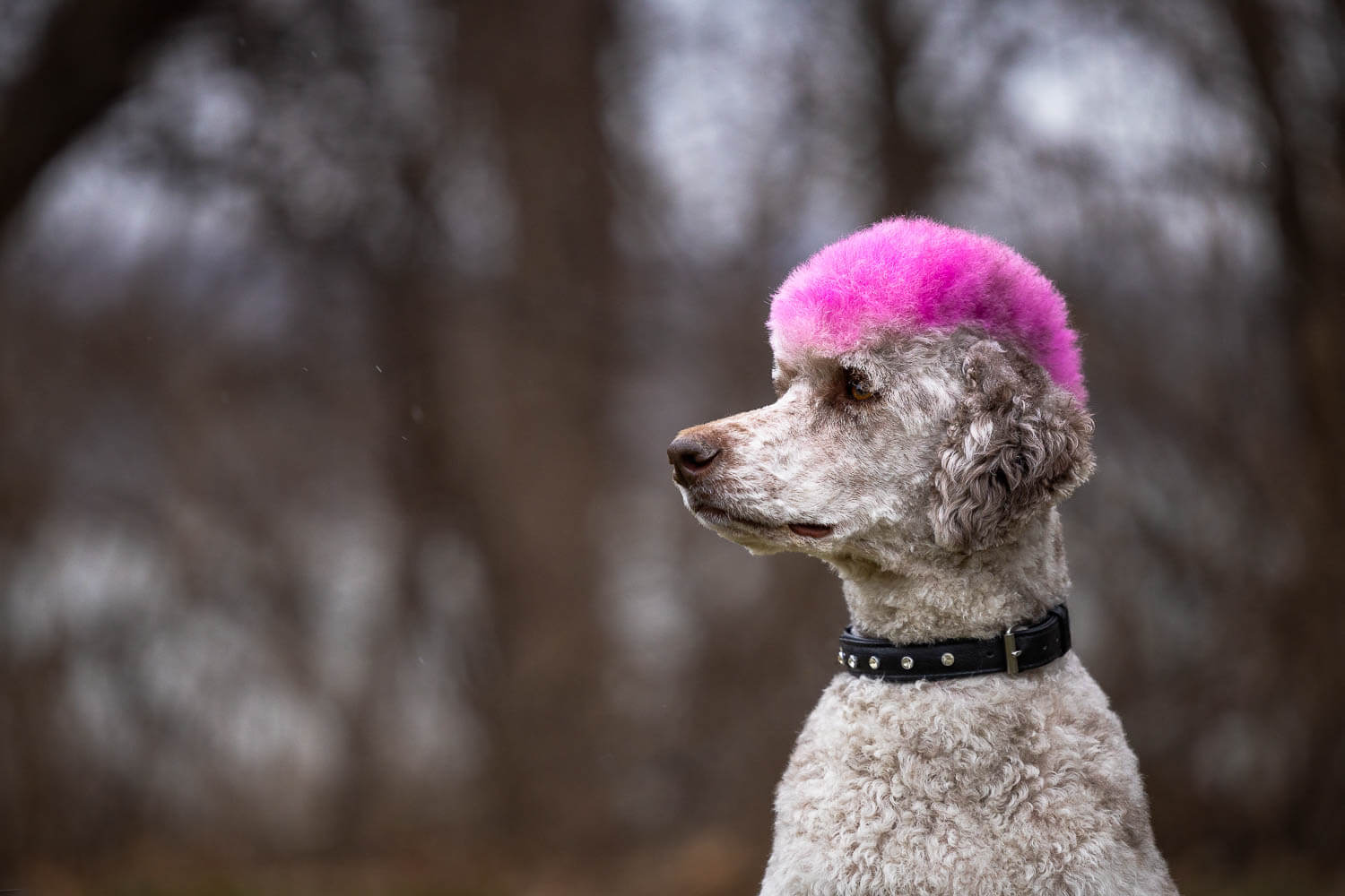 poodle pet portrait at Dundrum castle poodle dog portrait.