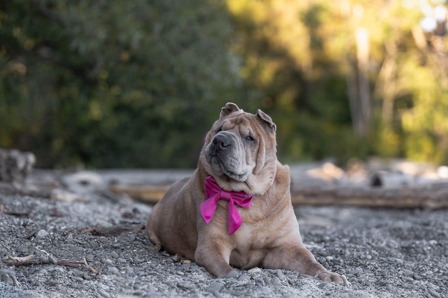 dog photoshoot taken at Brueckner Rhododendron Gardens.