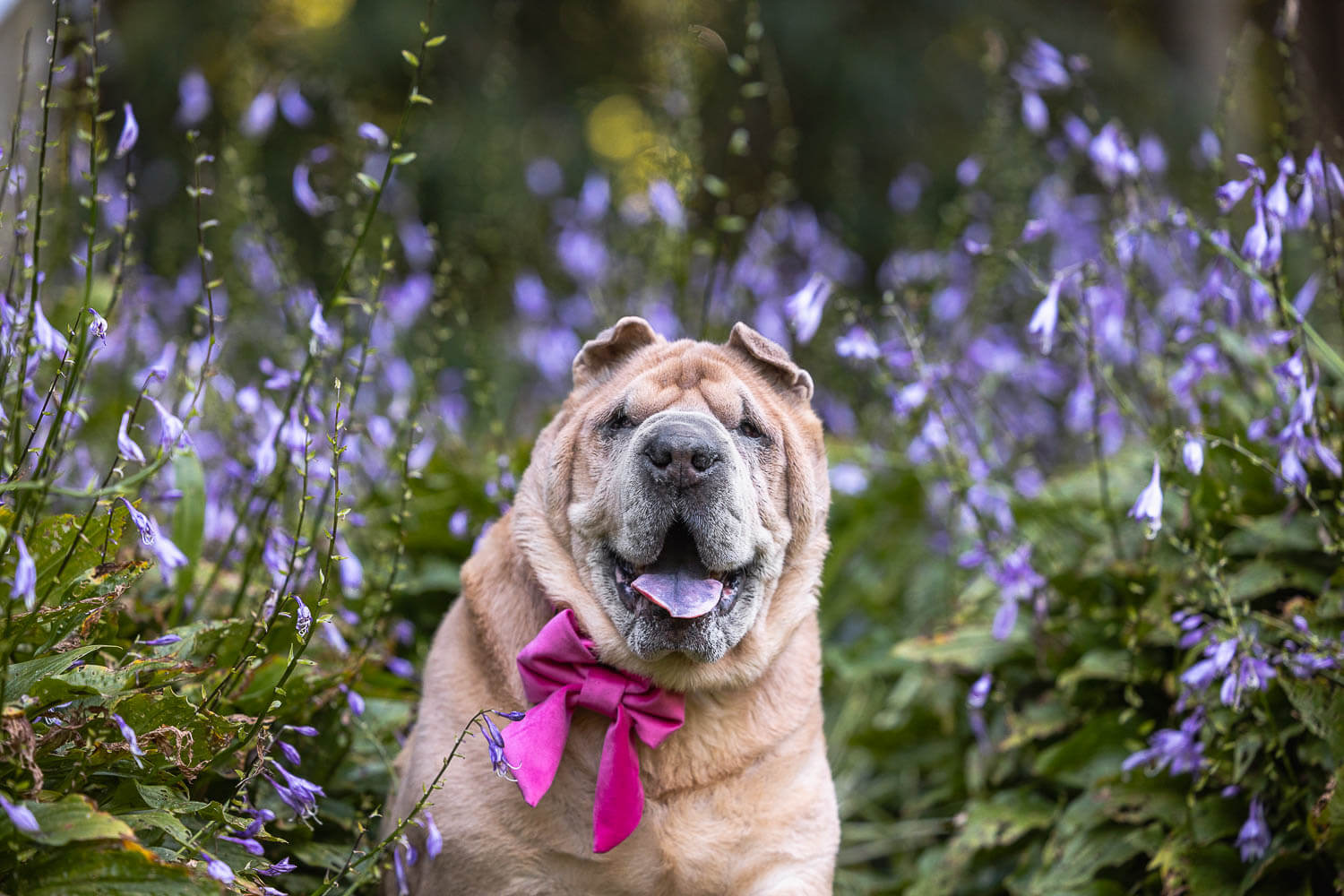 senior dog portrait in Brueckner Rhododendron Gardens.