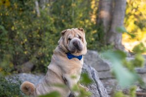 sher-pei dog photoshot at Mississauga beach.