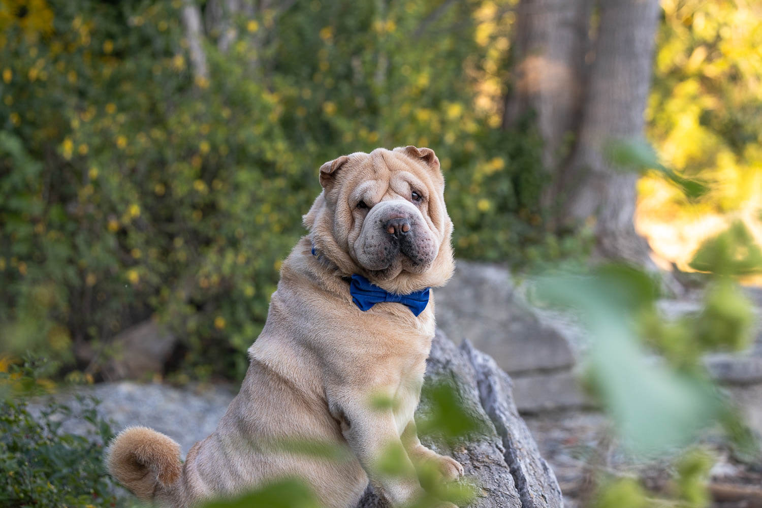 sher-pei dog photoshot at Mississauga beach.