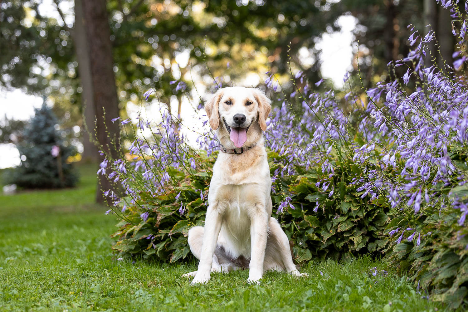 yellow lab dog photo dog photoshoot in Mississauga.
