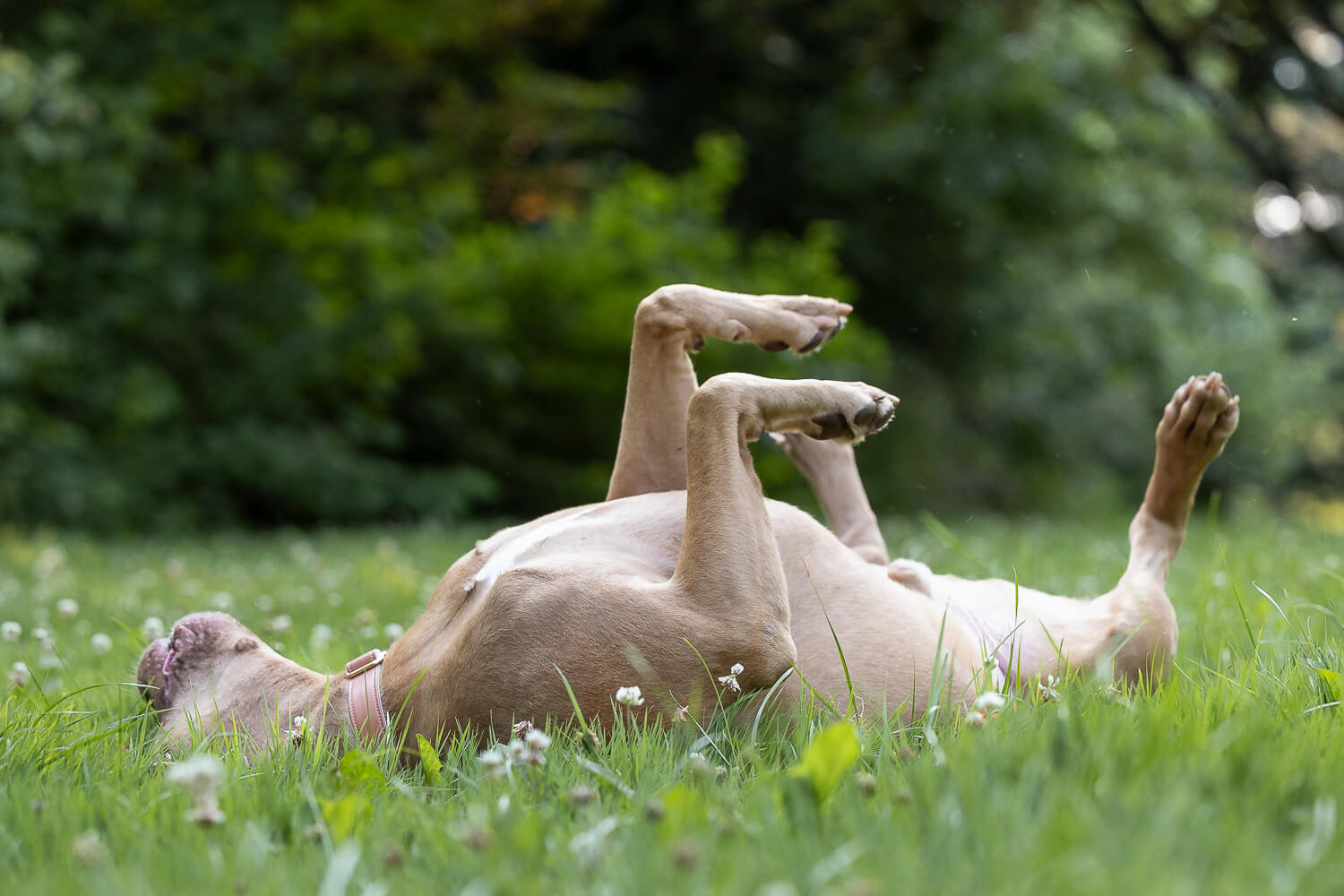 american bully photography playful image of an American Bully