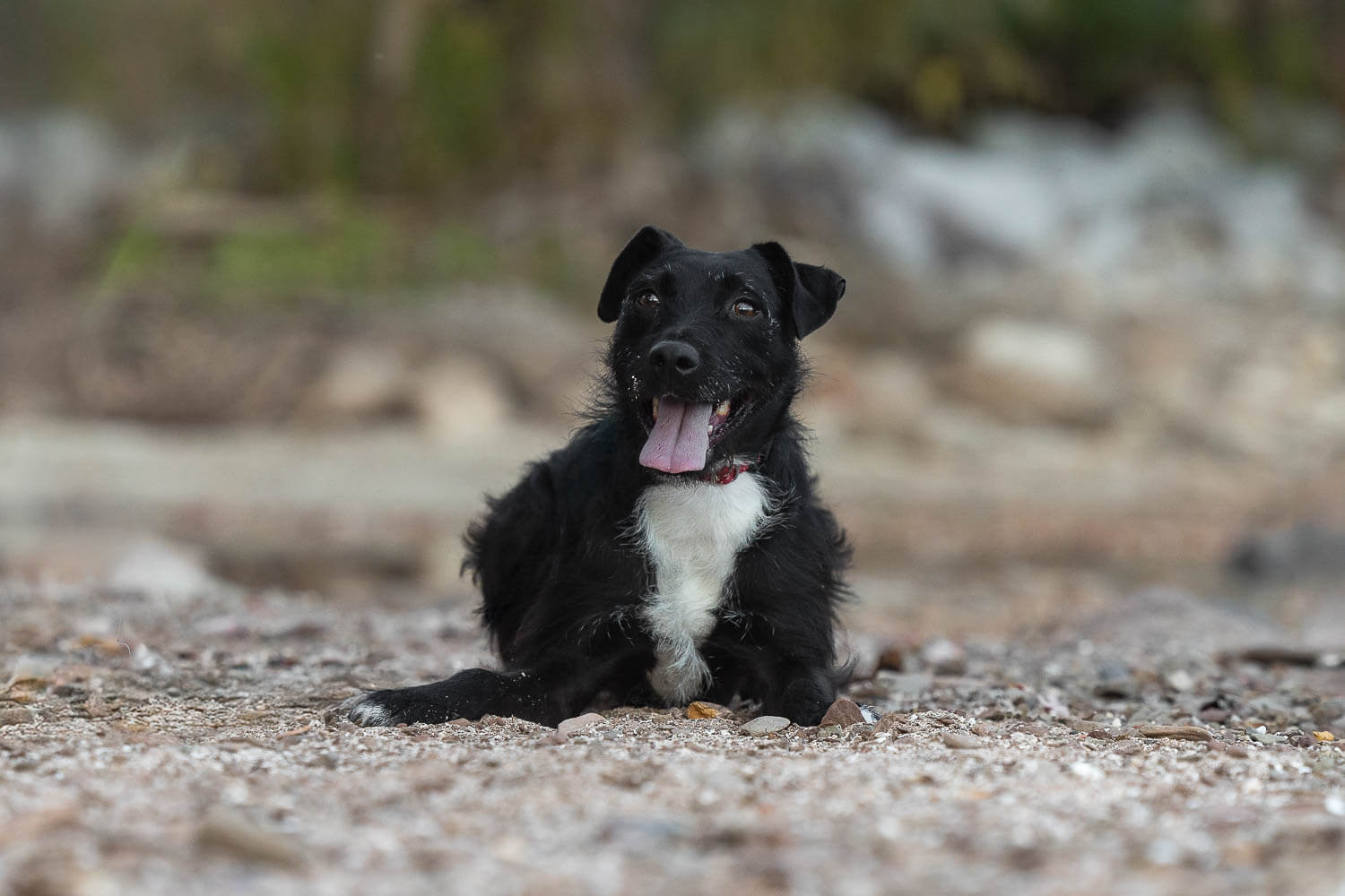 burlington pet photographer-2 burlington dog photographer.