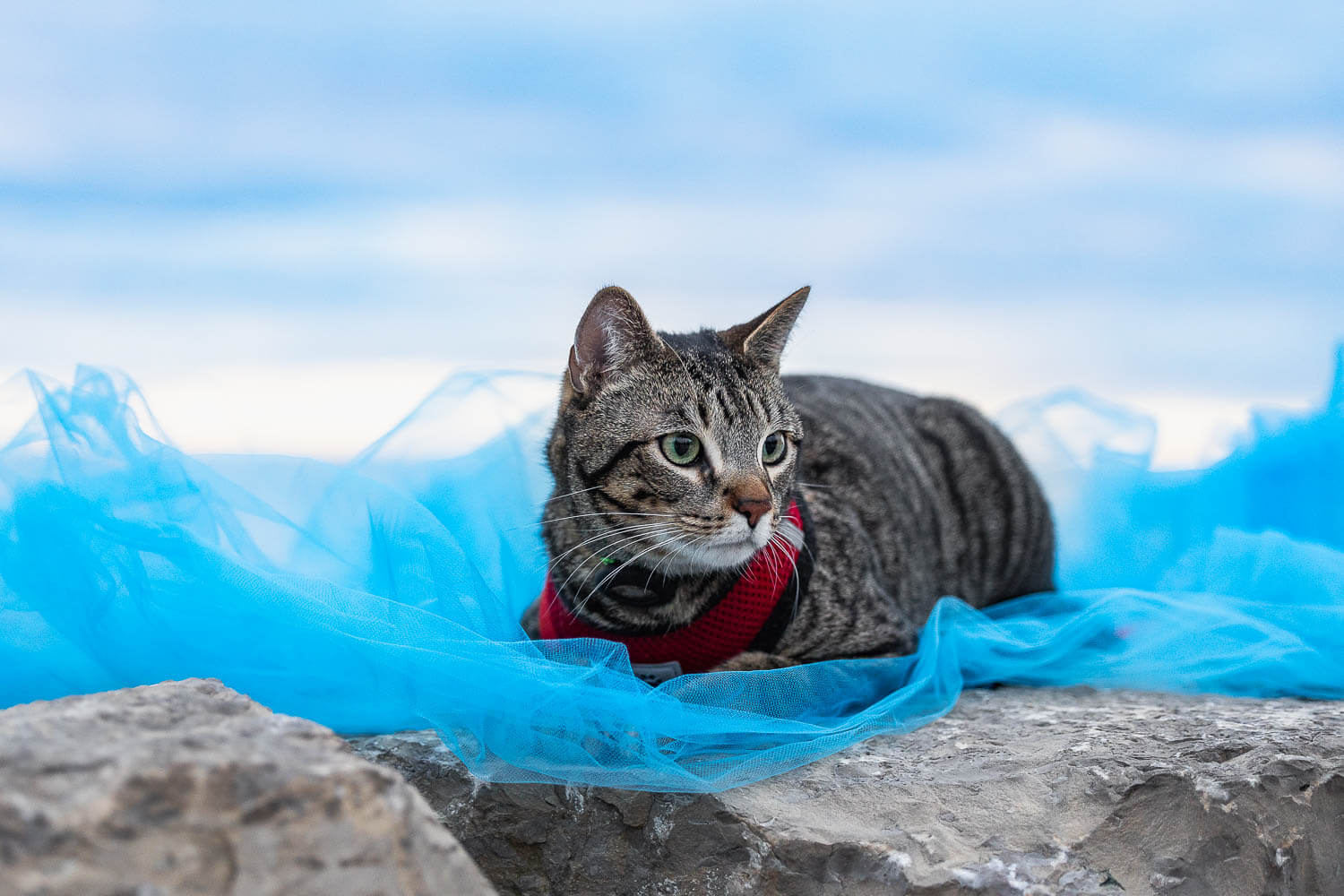 cat photography in Gairloch Gardens outdoor cat photography session at Gairloch Gardens.