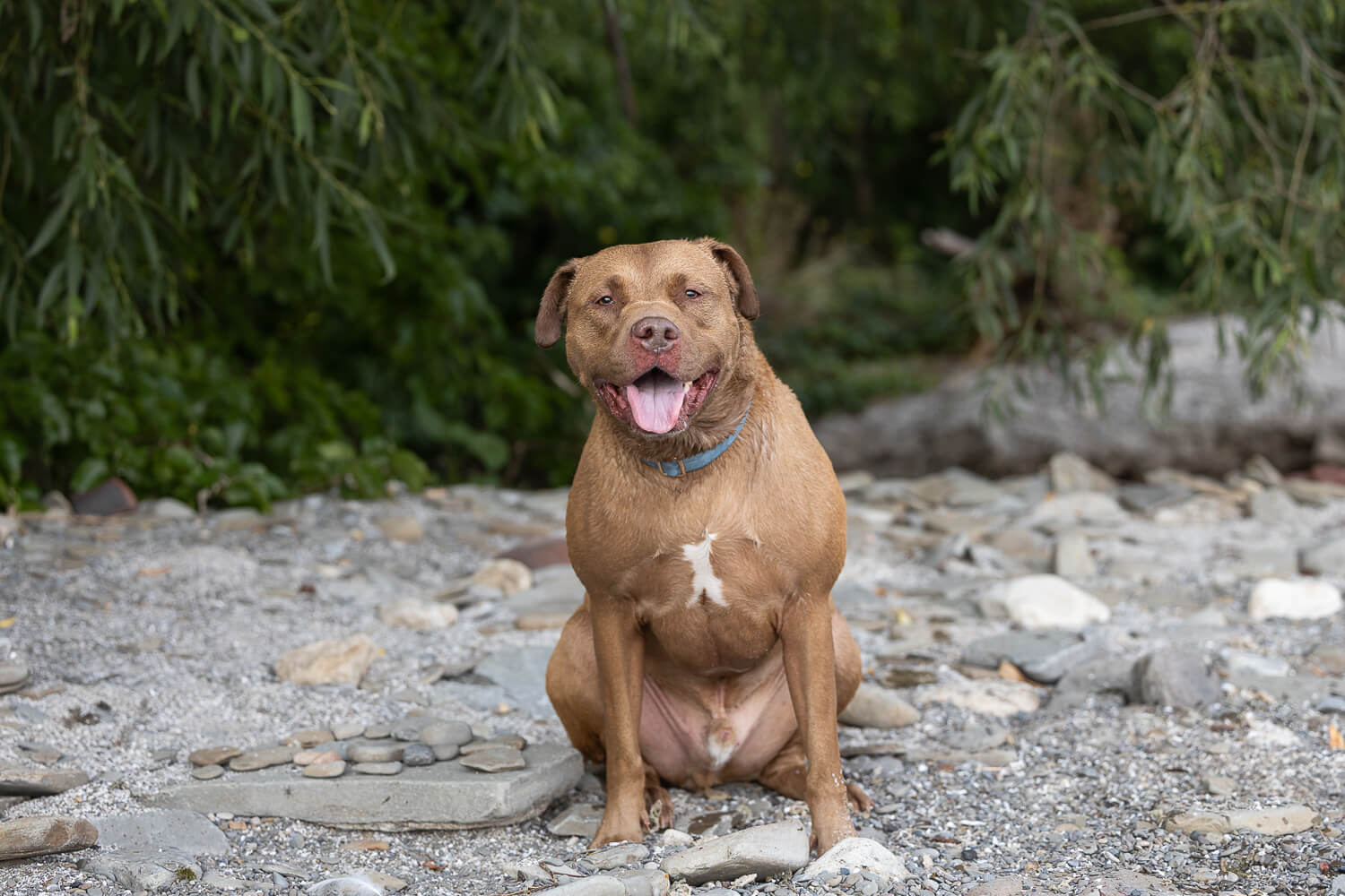dog photo session in Mississauga dog photoshoot session in Mississauga.