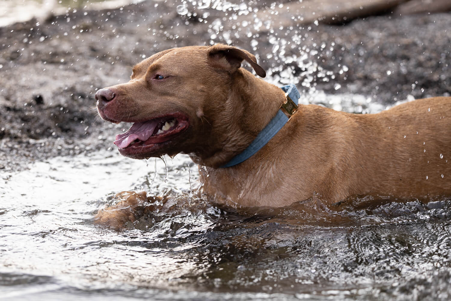 dog photography Mississauga Dog splashing in the water during a pet photography session.