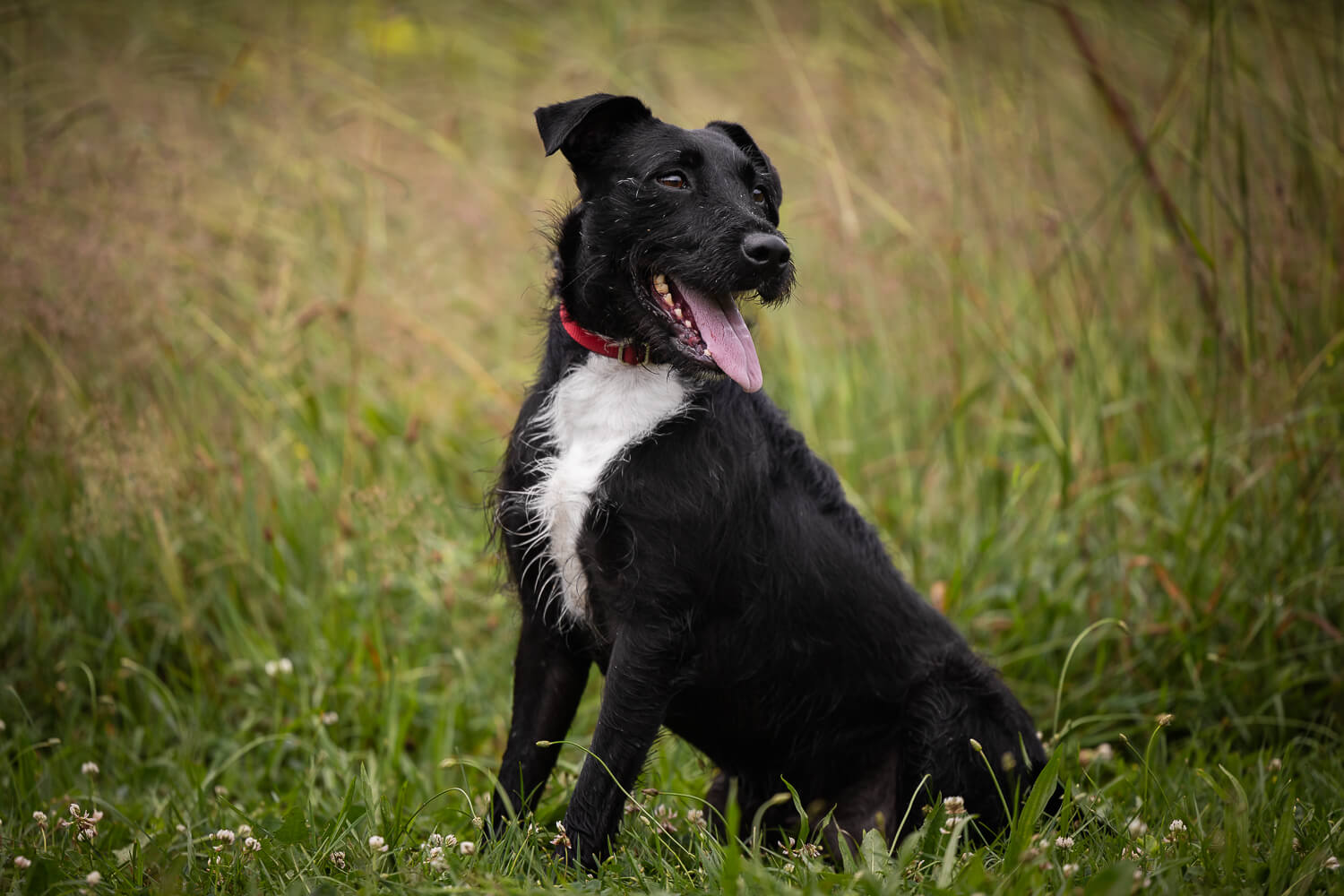 dog photoshoot at Lowville Park photo of a black dog taken at Lowville Park