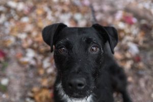 black dog looking up during a dog photoshoot at Paletta Mansion