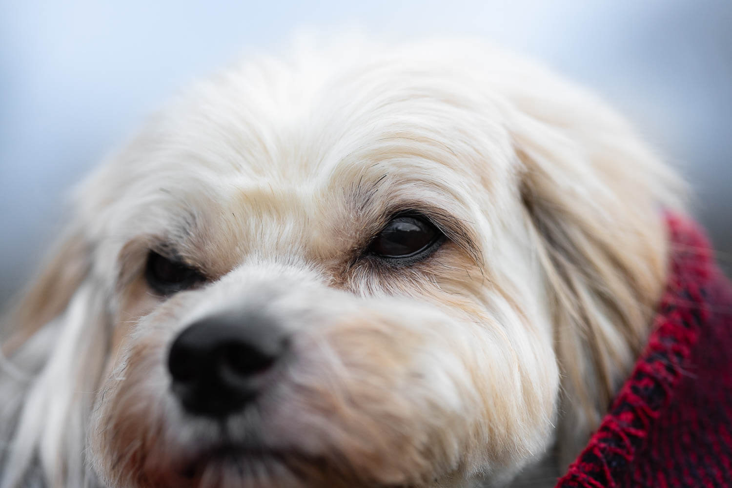 dog rainbow bridge session eyes detail image of a dog photoshoot session.