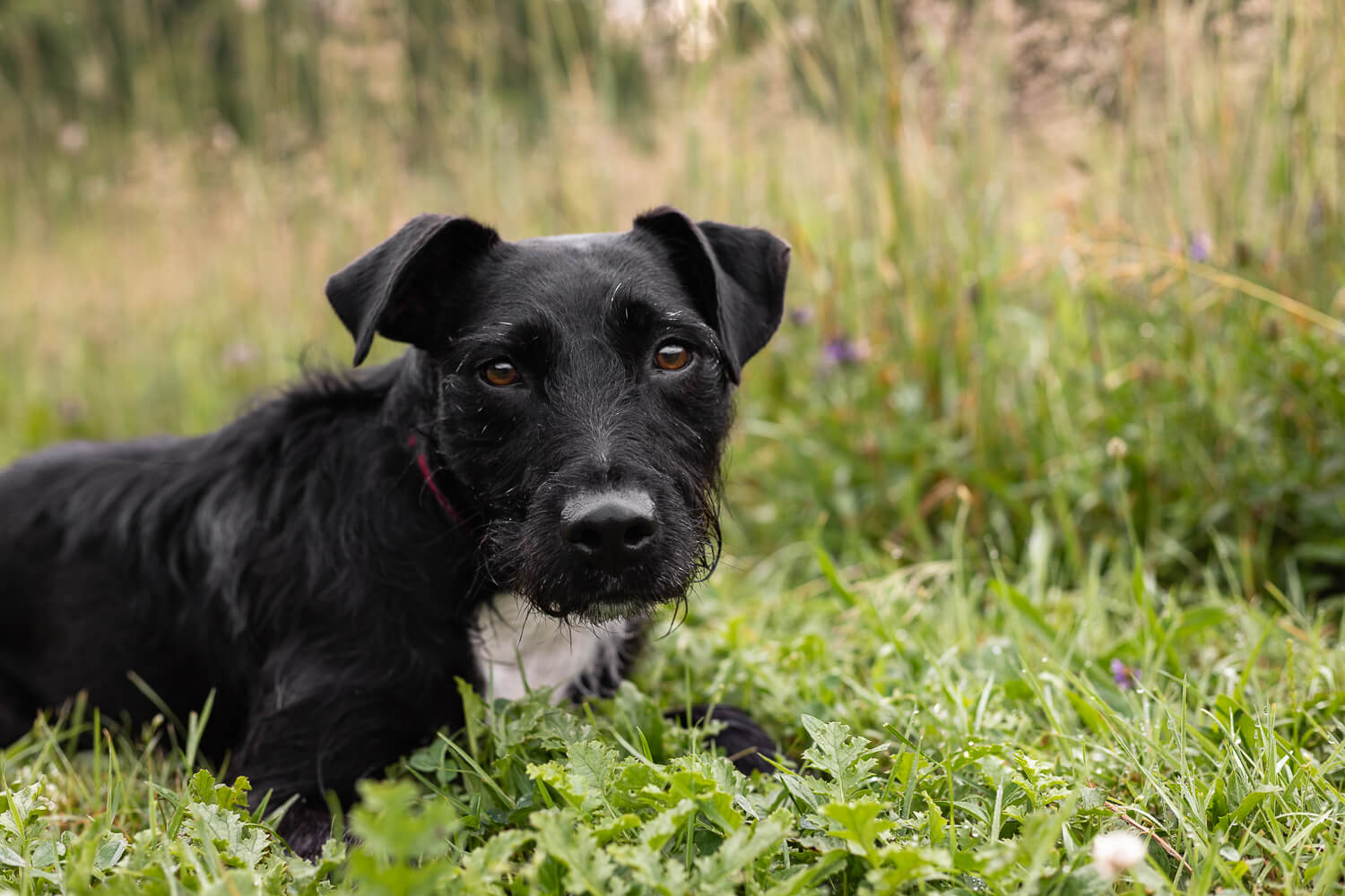 dog tales rescue black dog photoshoot at Lowville Park.