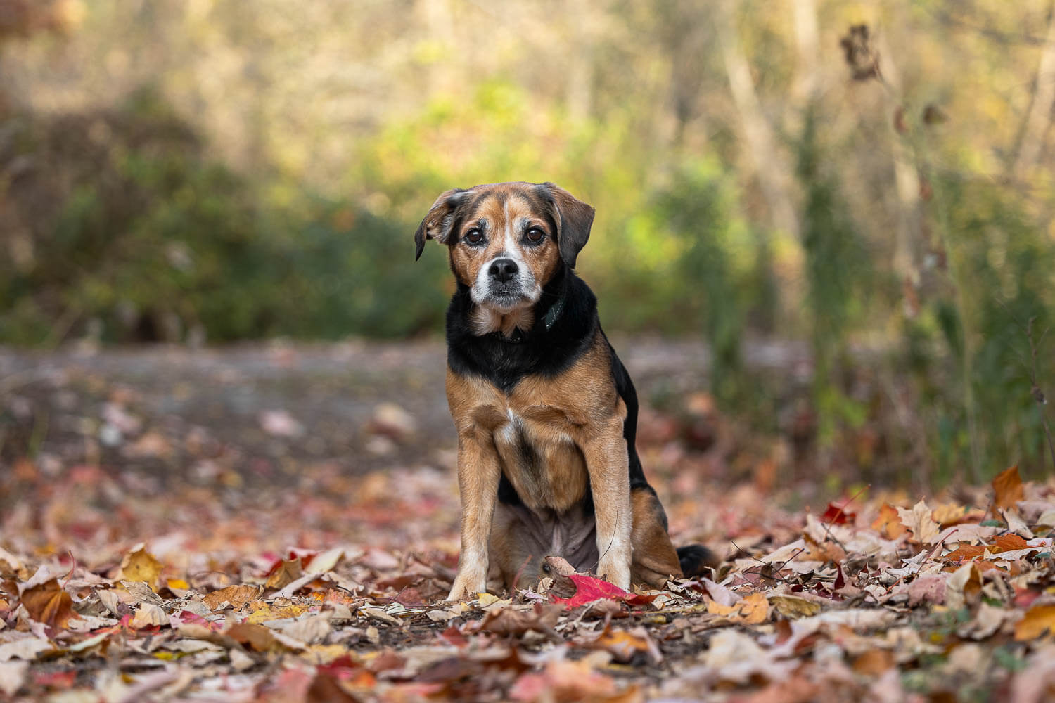 end of life dog photography at Paletta Mansion Autumn pet and family photoshoot at Paletta Mansion