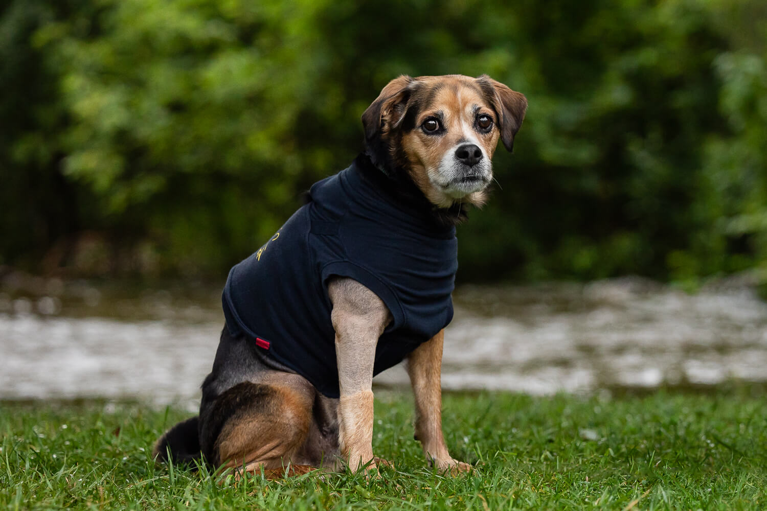 end of life dog photography rainbow bridge photoshoot session.